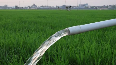 Irrigation pipe gushing clear water into lush green rice field on sunny day. Stock Footage 341786288