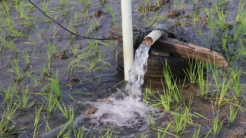 Irrigation pipe gushing clear water into lush green rice field on sunny day. Stock Footage 341786493