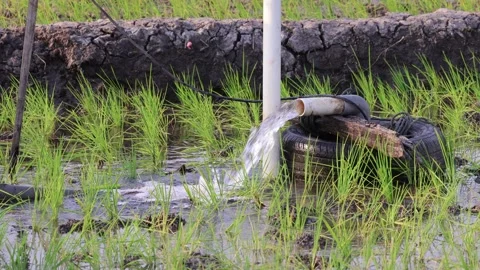 Irrigation pipe gushing clear water into lush green rice field on sunny day. Stock Footage 341786548