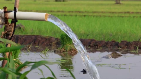 Irrigation pipe gushing clear water into lush green rice field on sunny day. Stock Footage 341787000