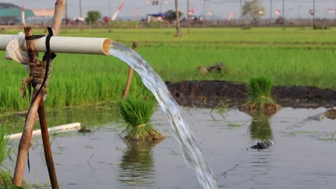 Irrigation pipe gushing clear water into lush green rice field on sunny day. Stock Footage 341787014