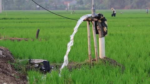 Irrigation pipe gushing clear water into lush green rice field on sunny day. Stock Footage 341787023