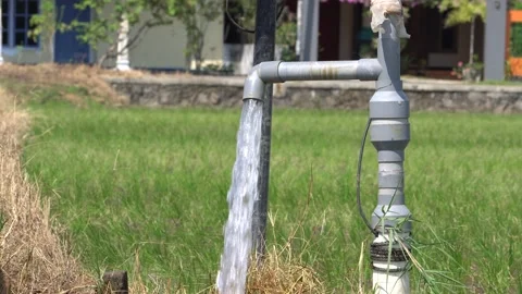 Irrigation pipe gushing clear water into lush green rice field on sunny day. Stock Footage 341803763