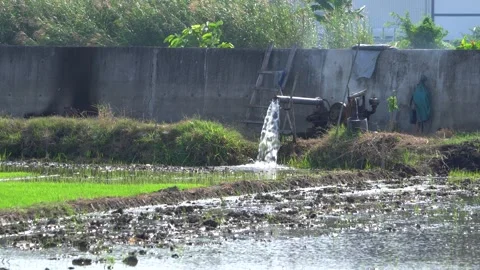 Irrigation pipe gushing clear water into lush green rice field on sunny day. Stock Footage 341803775