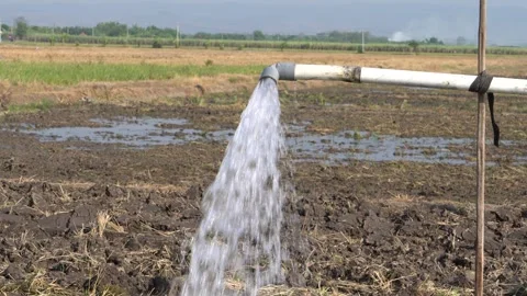 Irrigation pipe gushing clear water into lush green rice field on sunny day. Stock Footage 341803959