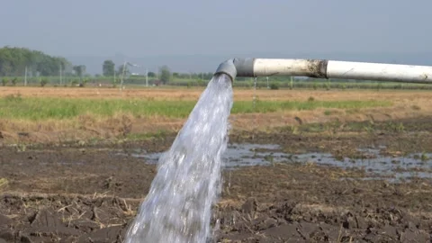 Irrigation pipe gushing clear water into lush green rice field on sunny day. Stock Footage 341804046