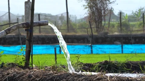 Irrigation pipe gushing clear water into lush green rice field on sunny day. Stock Footage 341804618