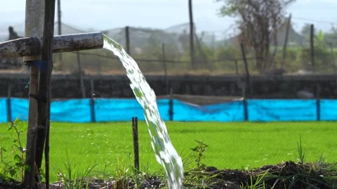 Irrigation pipe gushing clear water into lush green rice field on sunny day. Stock Footage 341804787