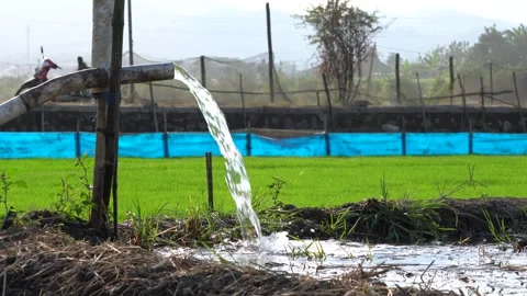 Irrigation pipe gushing clear water into lush green rice field on sunny day. Stock Footage 341804862