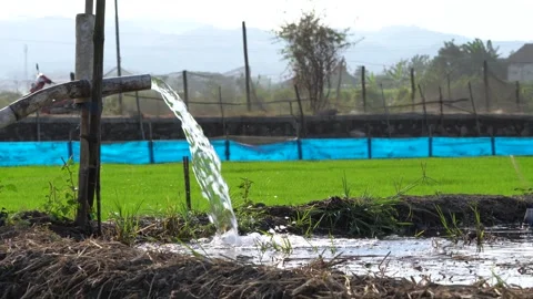 Irrigation pipe gushing clear water into lush green rice field on sunny day. Stock Footage 341804919