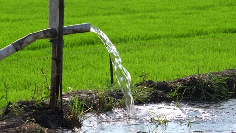 Irrigation pipe gushing clear water into lush green rice field on sunny day. Stock Footage 341804957