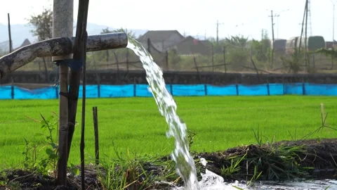 Irrigation pipe gushing clear water into lush green rice field on sunny day. Stock Footage 341805027