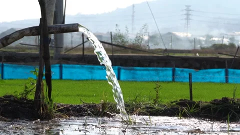 Irrigation pipe gushing clear water into lush green rice field on sunny day. Stock Footage 341805028