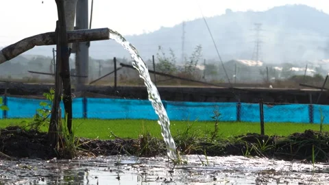 Irrigation pipe gushing clear water into lush green rice field on sunny day. Stock Footage 341805084