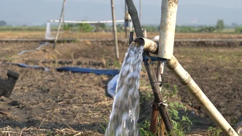 Irrigation pipe gushing clear water into lush green rice field on sunny day. Stock Footage 341805144