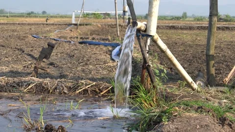 Irrigation pipe gushing clear water into lush green rice field on sunny day. Stock Footage 341805205