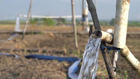 Irrigation pipe gushing clear water into lush green rice field on sunny day. Stock Footage 341805207