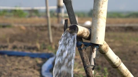 Irrigation pipe gushing clear water into lush green rice field on sunny day. Stock Footage 341805246