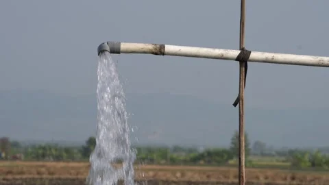 Irrigation pipe gushing clear water into lush green rice field on sunny day. Stock Footage 341805288