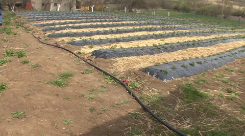 Irrigation pipe for strawberries Stock Footage 38302719