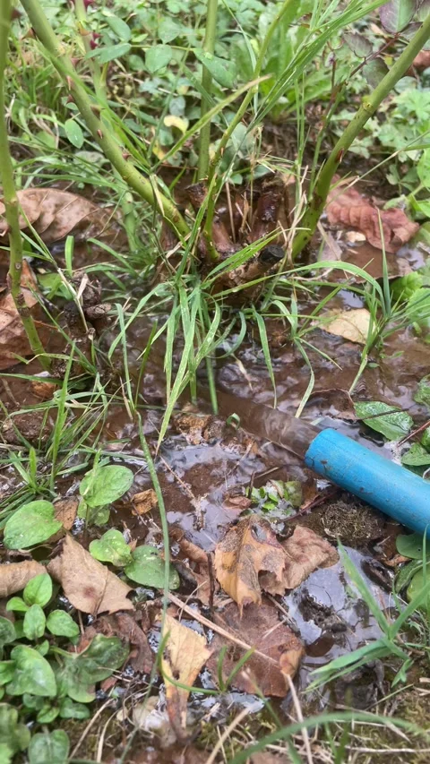 Irrigation of plants and trees 2 Stock Footage 252038097
