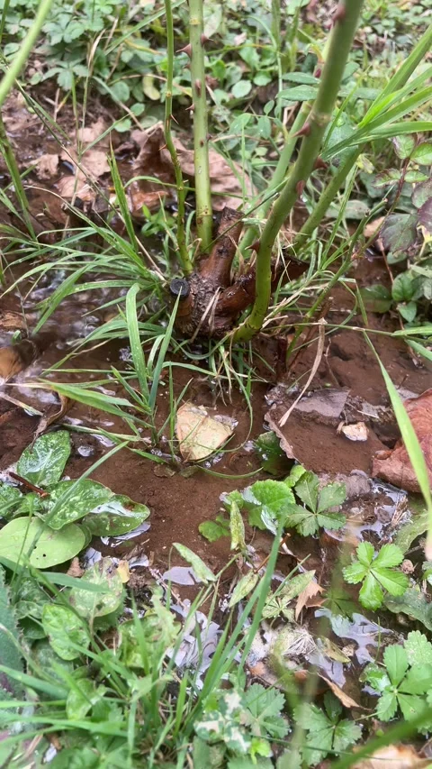 Irrigation of plants and trees Stock Footage 252038089