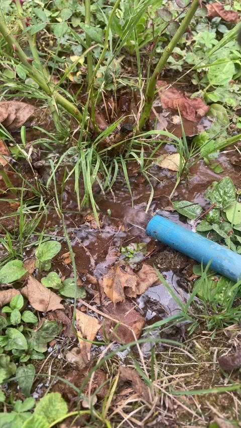 Irrigation of plants and trees Stock Footage 252038094