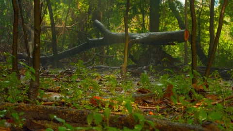 Irrigation rain falling over young plants on forest floor Stock Footage 320109980