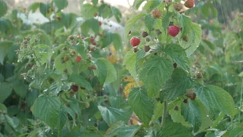 Irrigation of raspberry stalks close-up. Stock Footage 137210733