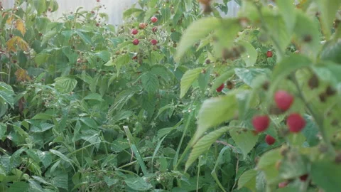 Irrigation of raspberry stalks close-up. Stock Footage 137625915