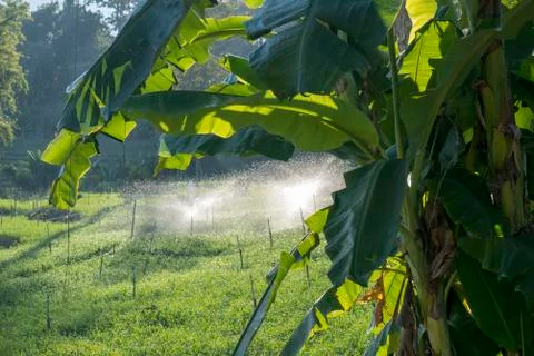 Irrigation rice fields Stock Photos