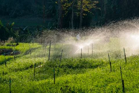 Irrigation rice fields Stock Photos