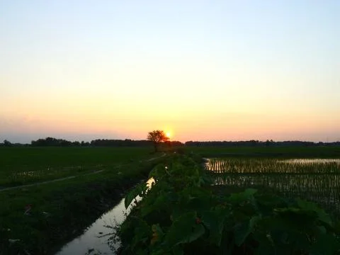 Irrigation rice fields sunset backdrop Stock Photos