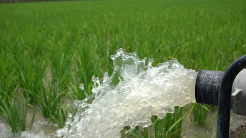 Irrigation of rice fields using pump. Stock Footage 261616851