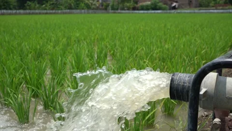 Irrigation of rice fields using pump. Stock Footage 261616887
