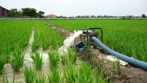 Irrigation of rice fields using pump. Stock Footage 261616888