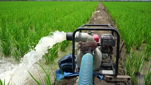 Irrigation of rice fields using pump. Stock Footage 261617553