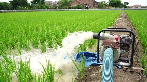 Irrigation of rice fields using pump. Stock Footage 261617610