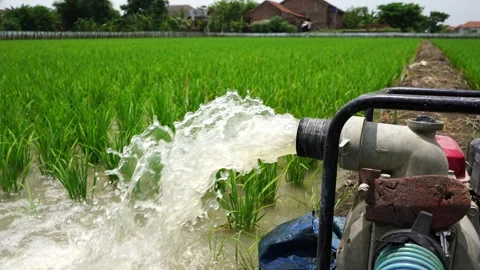 Irrigation of rice fields using pump. Stock Footage 261617721