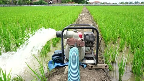 Irrigation of rice fields using pump. Stock Footage 261617956