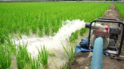 Irrigation of rice fields using pump. Stock Footage 261617996