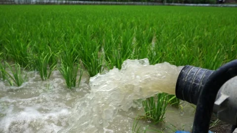Irrigation of rice fields using pump. Stock Footage 261618330