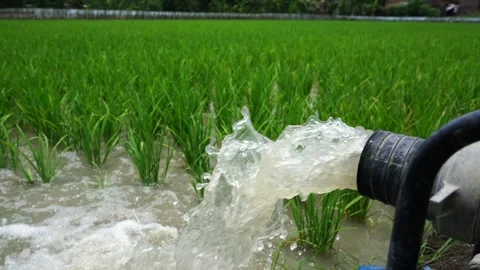 Irrigation of rice fields using pump. Stock Footage 261618409