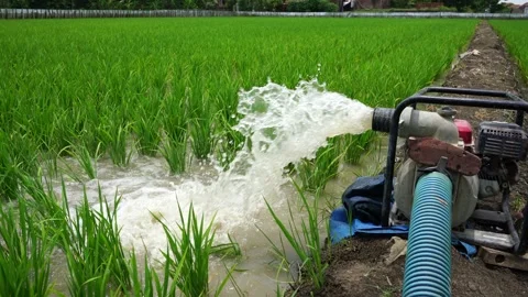 Irrigation of rice fields using pump. Stock Footage 261618444