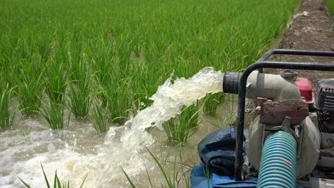 Irrigation of rice fields using pump. Stock Footage 261618720