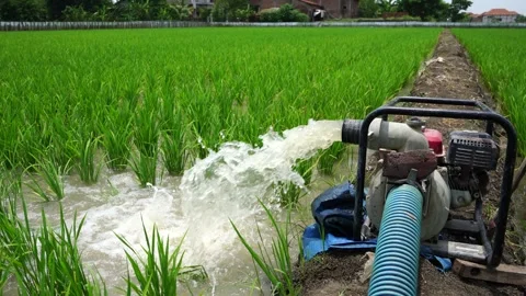 Irrigation of rice fields using pump. Stock Footage 261618740