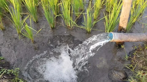 Irrigation of rice fields using pump. Stock Footage 274242778
