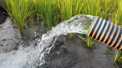 Irrigation of rice fields using pump. Stock Footage 274242820
