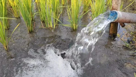 Irrigation of rice fields using pump. Stock Footage 274242821