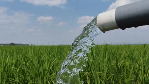 Irrigation of rice fields using pump. Stock Footage 277069511
